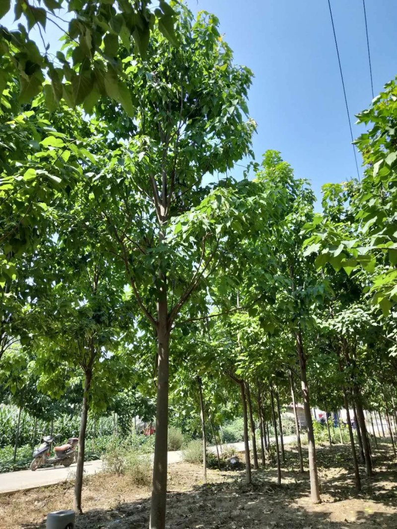 12公分定植楸树量大，10-12-13-14-15精品楸