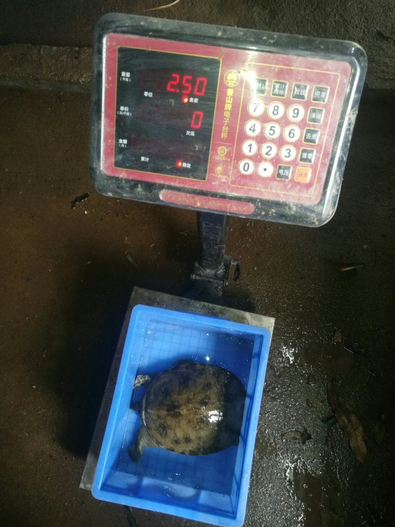 黄沙鳖