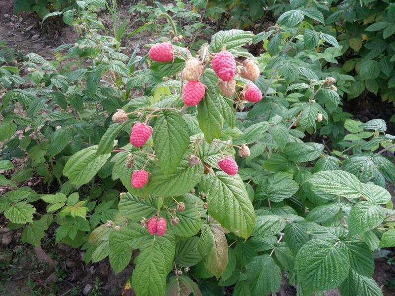 树莓树莓苗双季红树莓双季红树莓苗