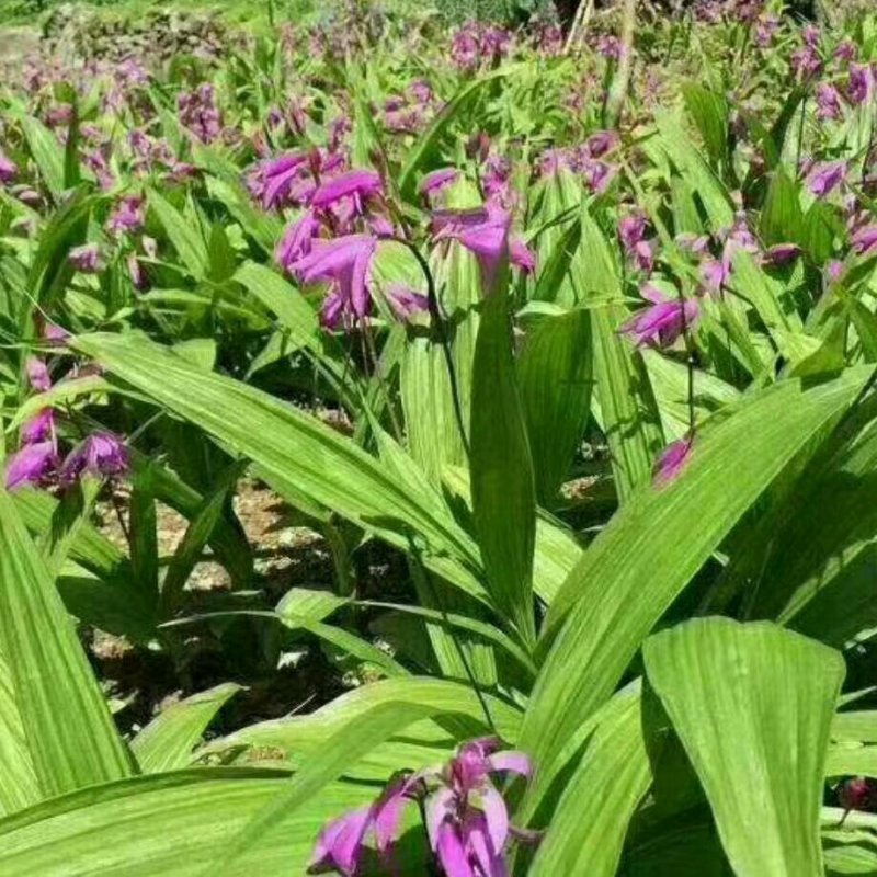 白芨果夹