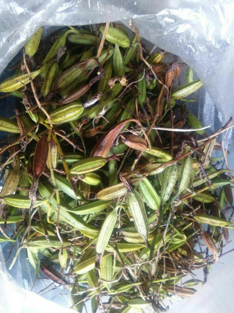 白芨果夹