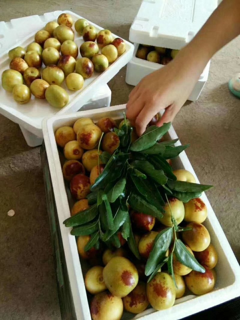 鲜枣，冬枣产地直发对接抖音直播，电商一件代发