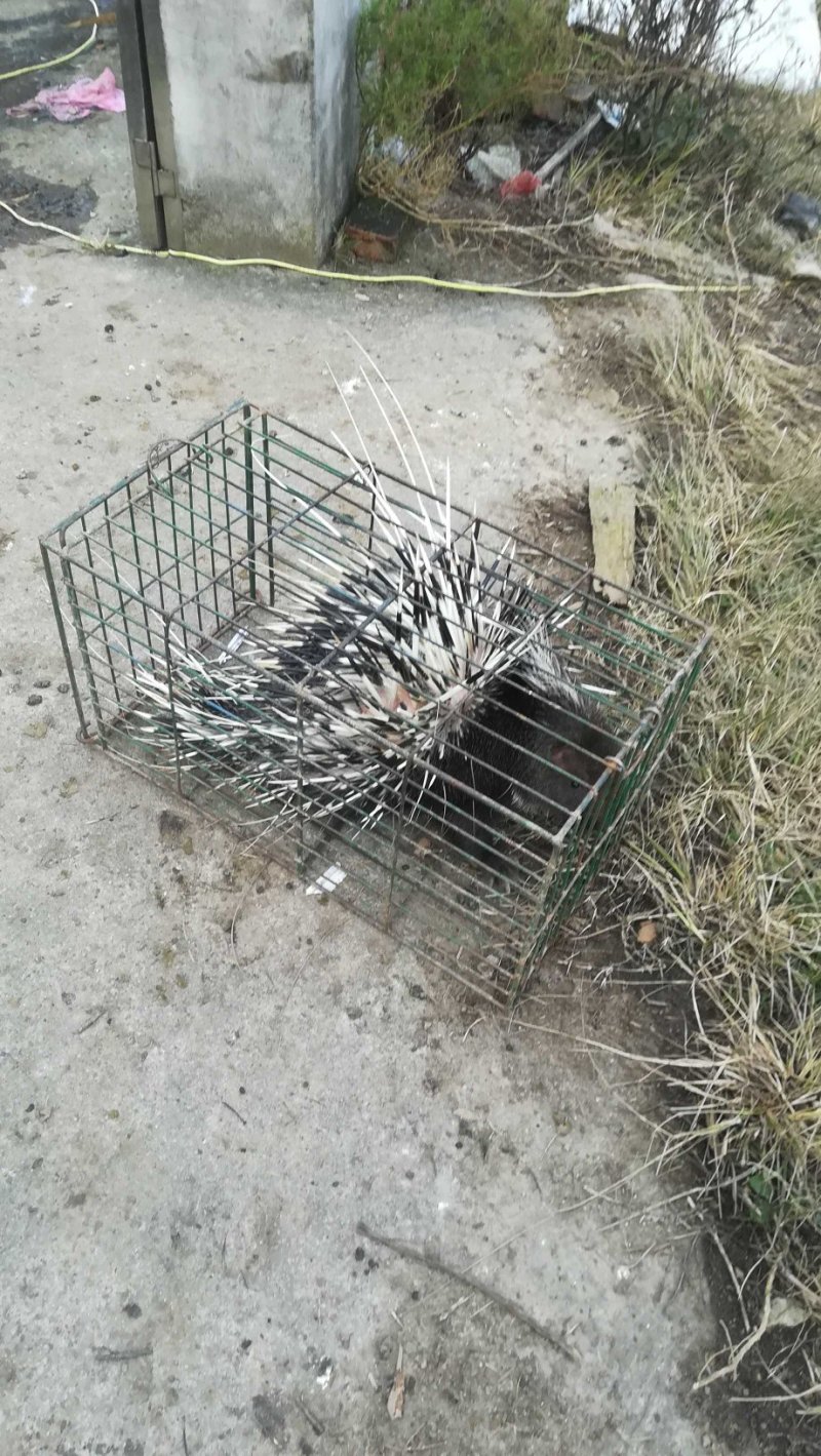 长期出售豪猪种苗，商品豪猪，豪猪刺。