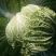 【实力牛商推荐】产地大白菜直供对接批发商欢迎采购