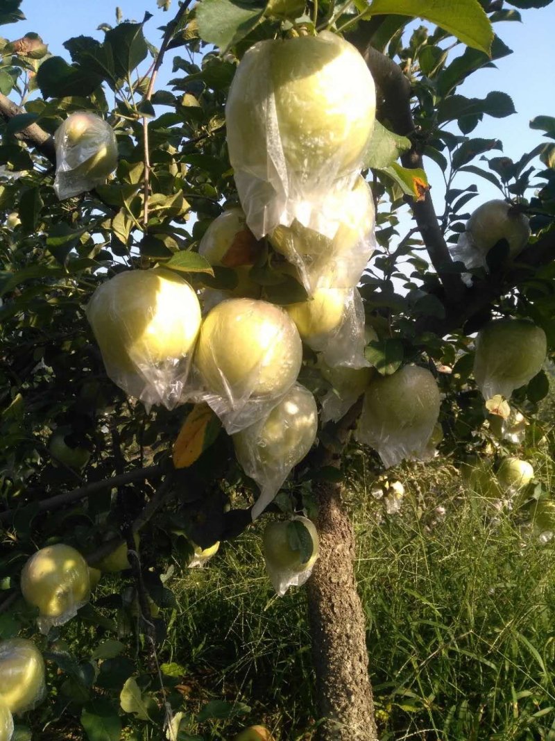 宝山明月（青森）苹果纯甜无渣（糖度高达18）