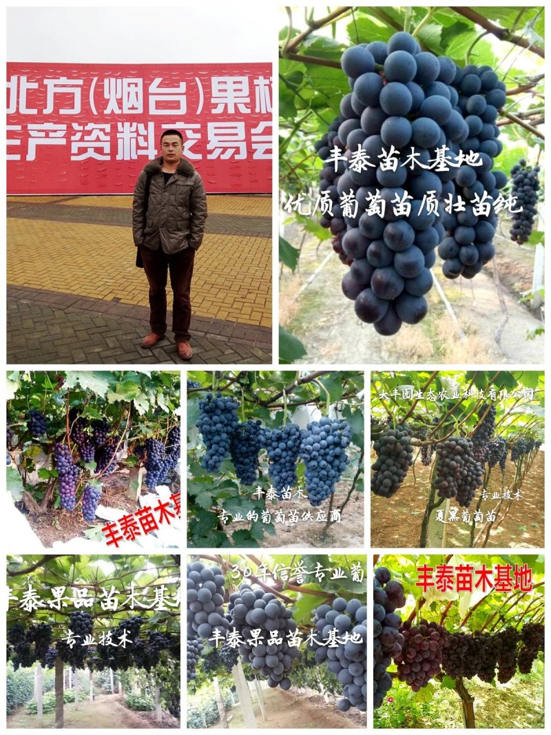 正品巨峰葡萄苗《38年信誉让农户放心质壮苗纯》放心种植