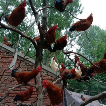 琅琊鸡，住在树上的金凤凰