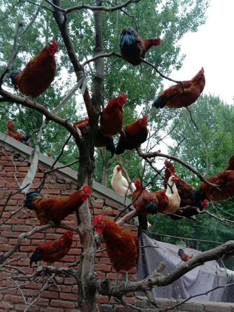 琅琊鸡，住在树上的金凤凰