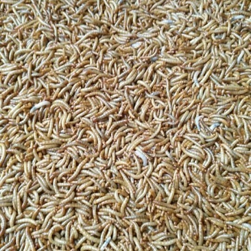 =大量供应黄粉虫大麦虫商品虫，种虫，虫卵