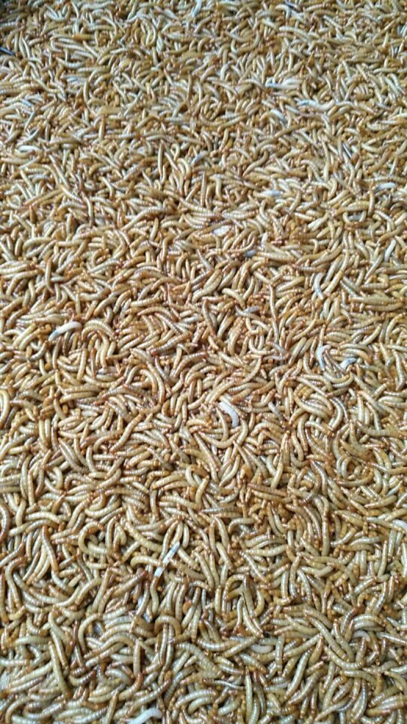 =大量供应黄粉虫大麦虫商品虫，种虫，虫卵
