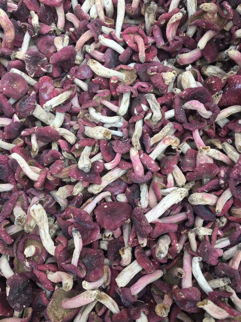 红菇，各种规格，各种价位都有，产地直供价格便宜全国包邮。