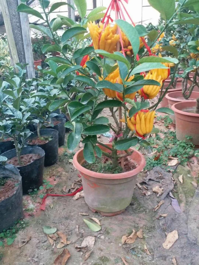 佛手树苗二年苗