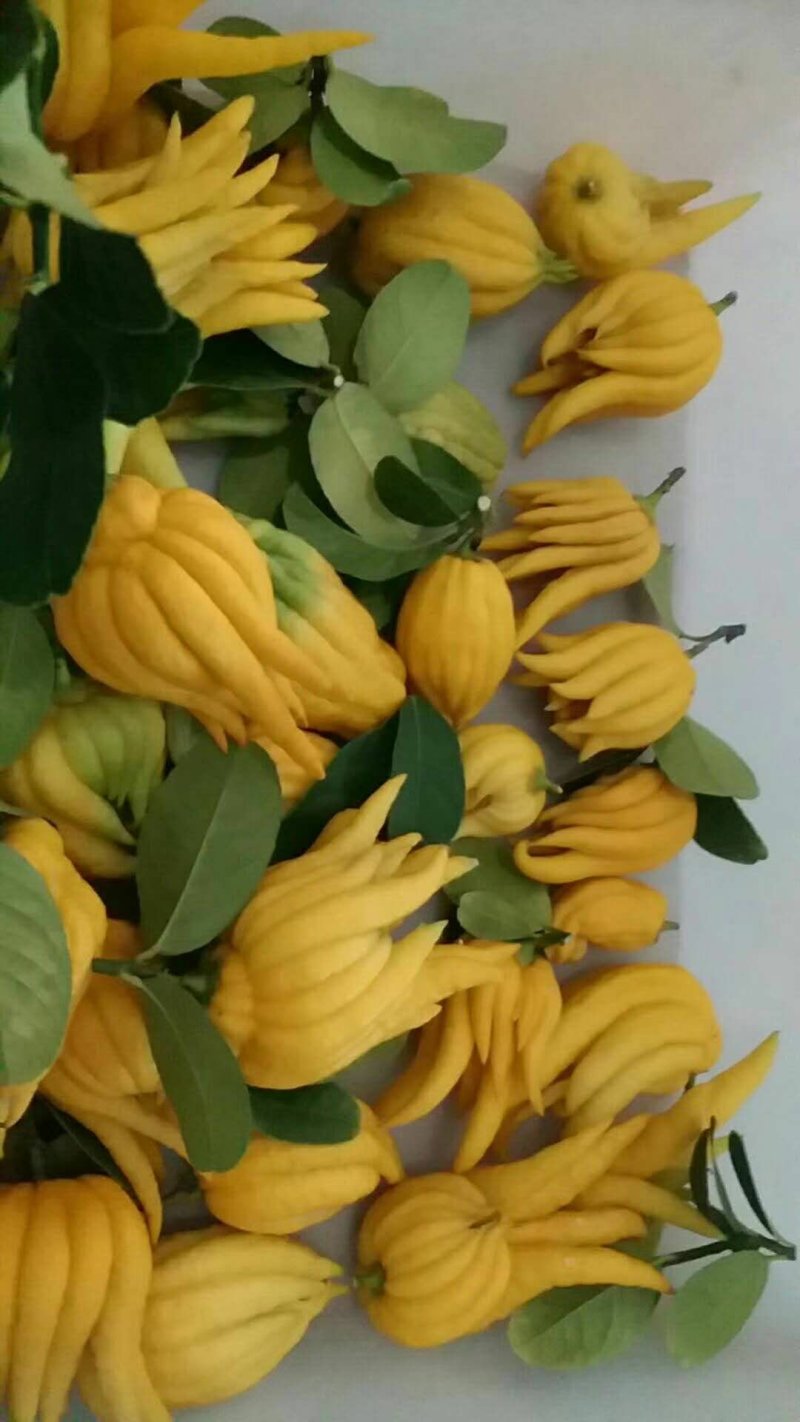 佛手树苗二年苗