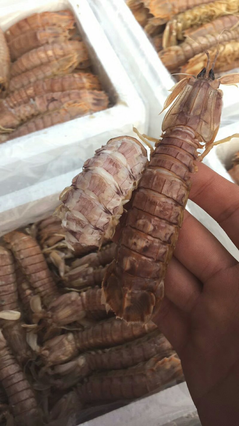 熟冻皮皮虾