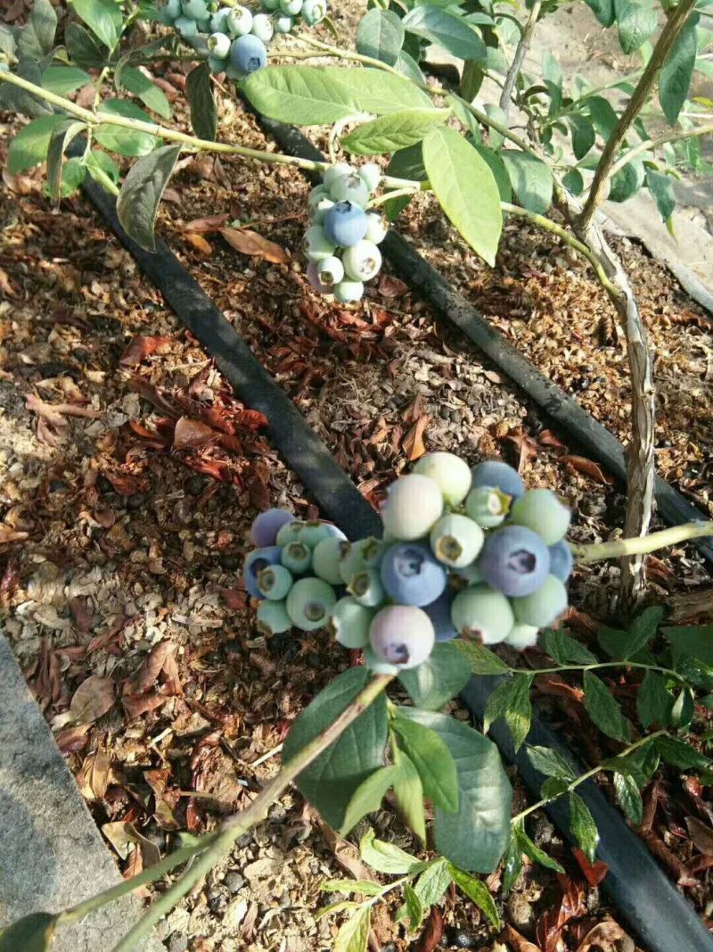 蓝莓园里的五黑鸡