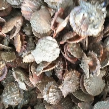 扇贝，小红扇贝