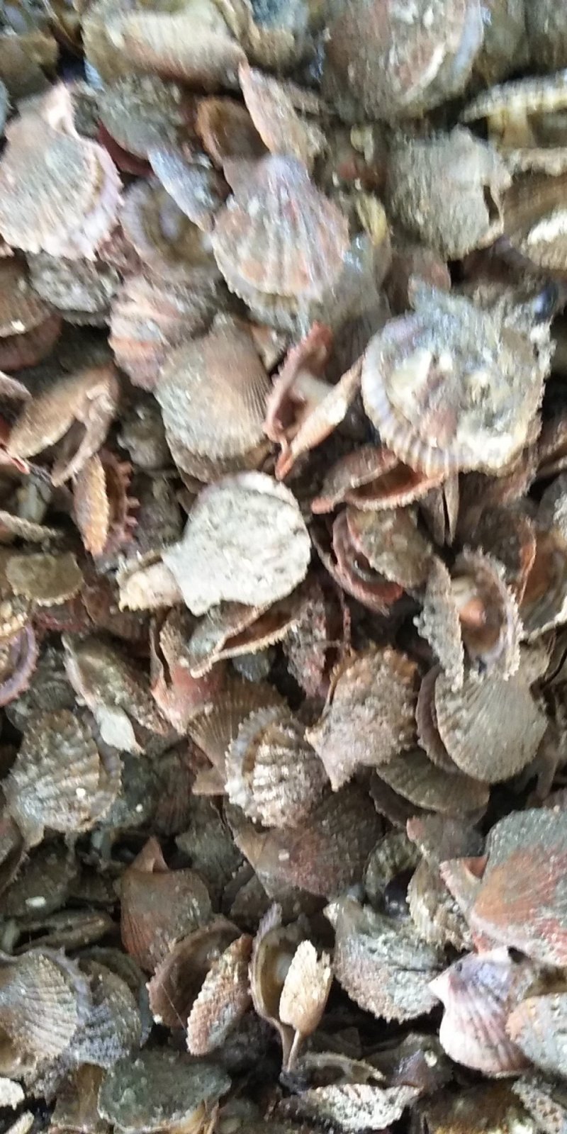 扇贝，小红扇贝