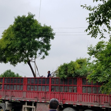 栾树