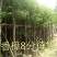 出售香樟移植袋苗5公分15公分-30公分需要的老板联系