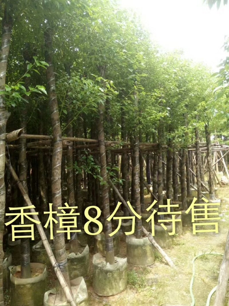 出售香樟移植袋苗5公分15公分-30公分需要的老板联系