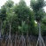 出售香樟移植袋苗5公分15公分-30公分需要的老板联系