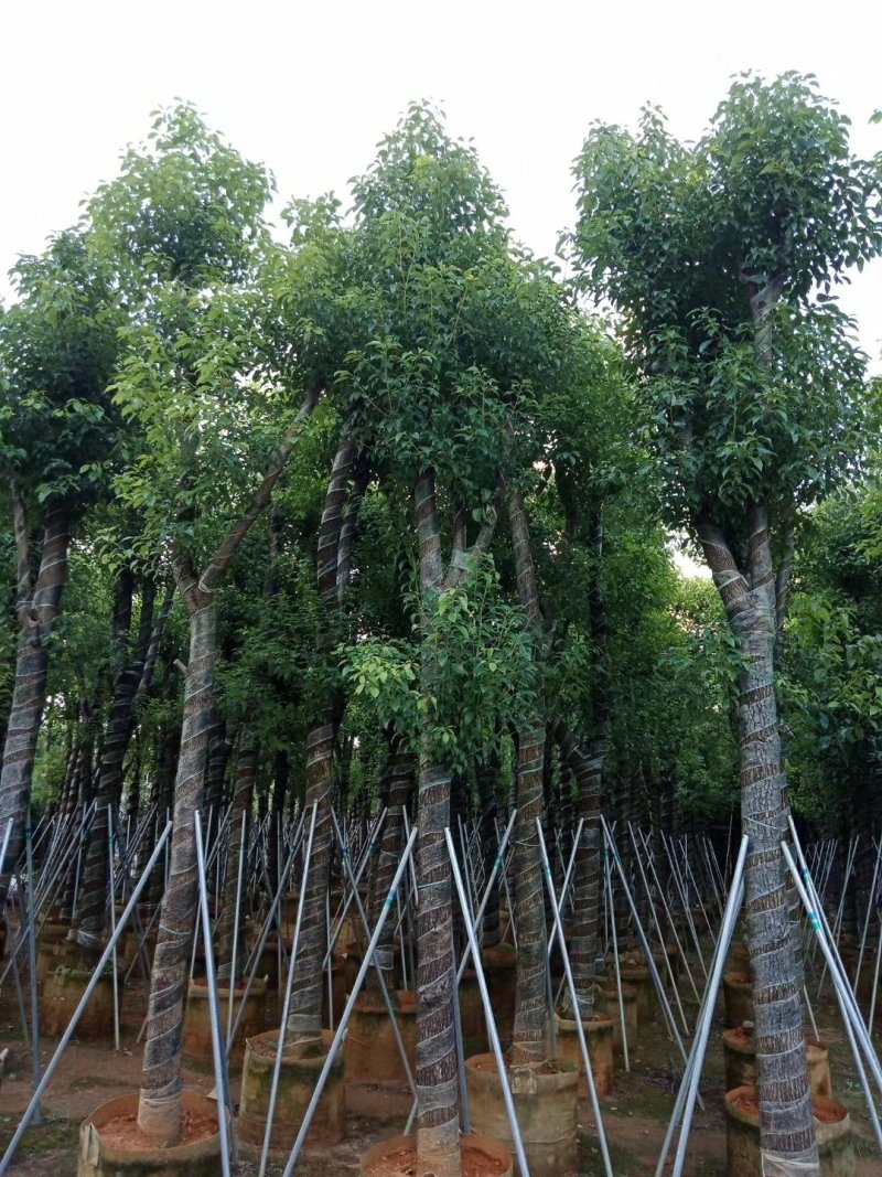 出售香樟移植袋苗5公分15公分-30公分需要的老板联系