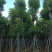 出售香樟移植袋苗5公分15公分-30公分需要的老板联系