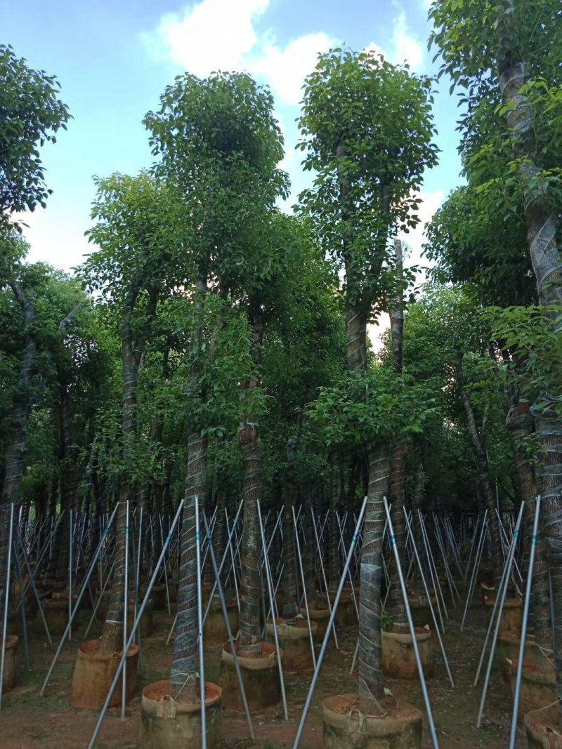 出售香樟移植袋苗5公分15公分-30公分需要的老板联系
