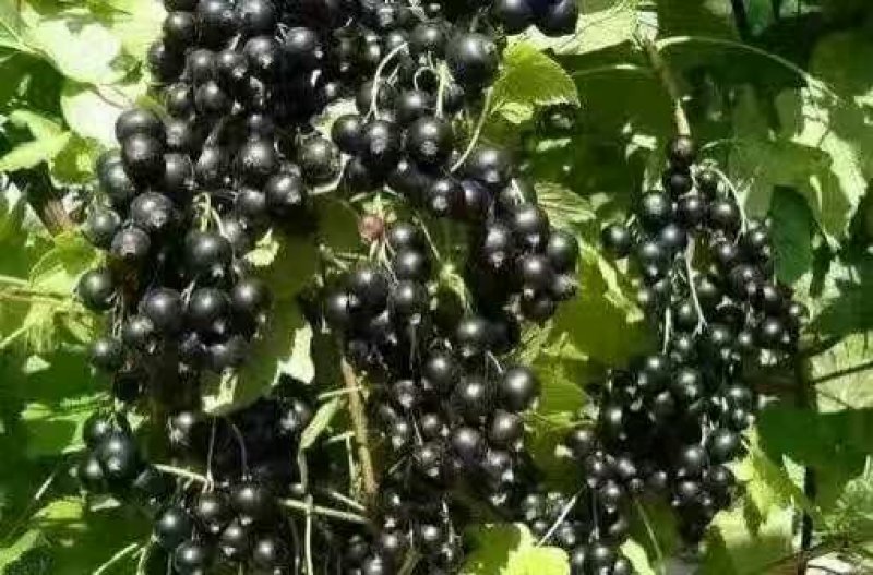 黑加仑苗，黑醋栗苗，黑加仑树葡萄苗南北方果树苗抗寒占地苗