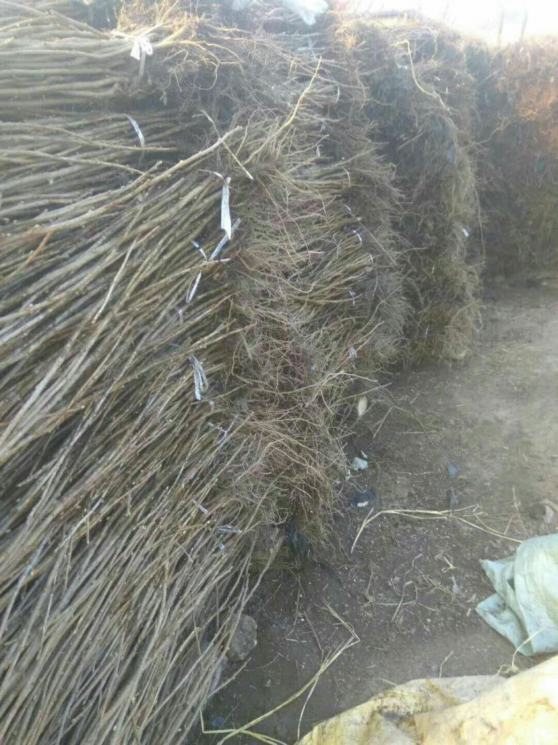 黑加仑苗，黑醋栗苗，黑加仑树葡萄苗南北方果树苗抗寒占地苗