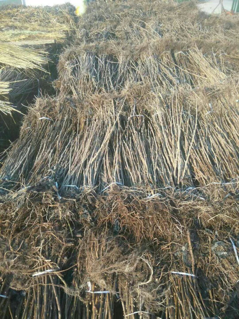 黑加仑苗，黑醋栗苗，黑加仑树葡萄苗南北方果树苗抗寒占地苗