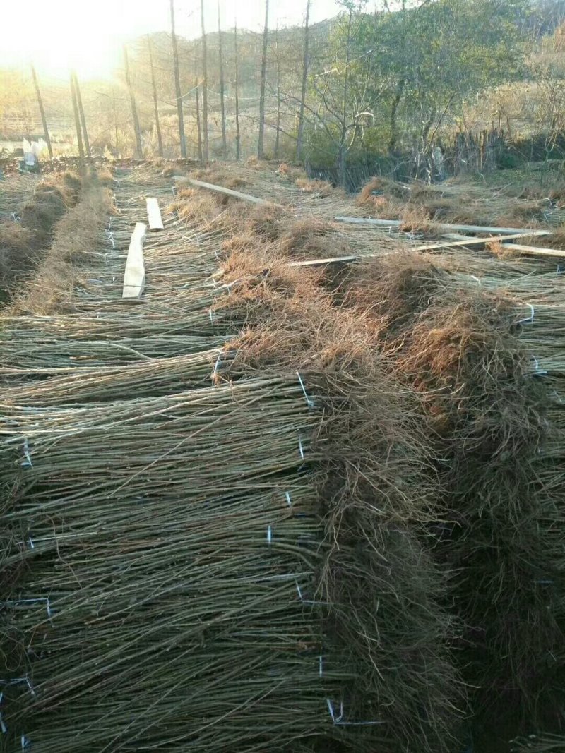 黑加仑苗，黑醋栗苗，黑加仑树葡萄苗南北方果树苗抗寒占地苗