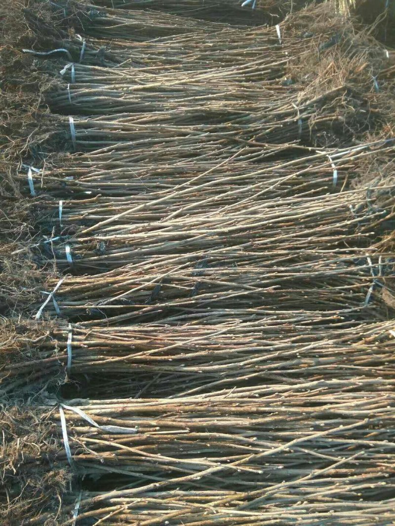 黑加仑苗，黑醋栗苗，黑加仑树葡萄苗南北方果树苗抗寒占地苗