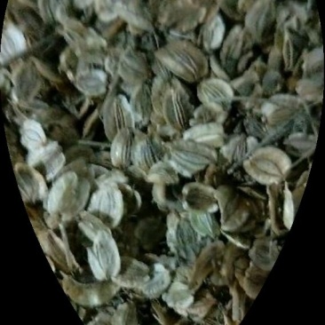 白芷种子