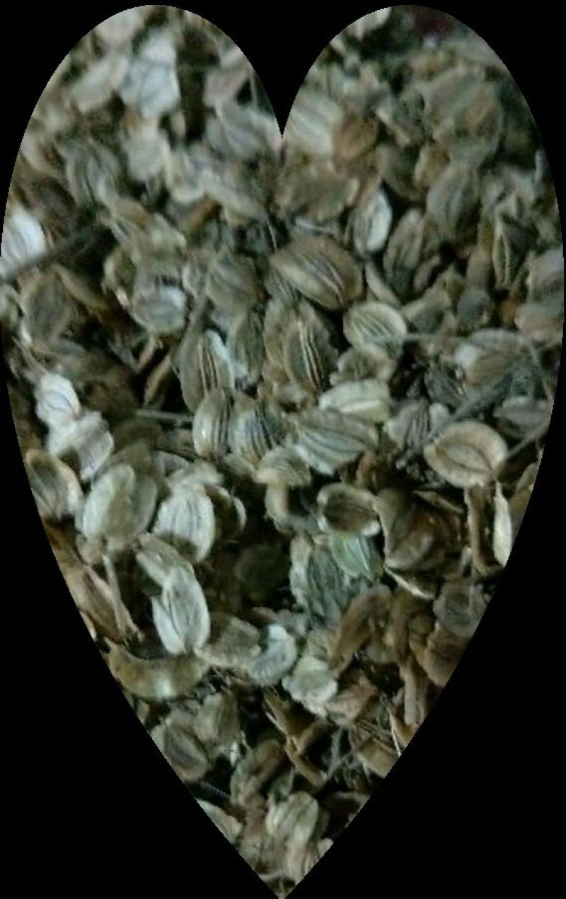 白芷种子