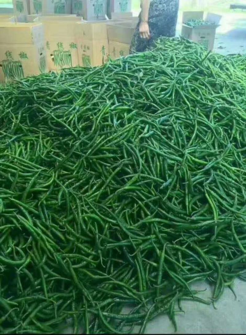 L3F1辣椒15~20厘米中辣红