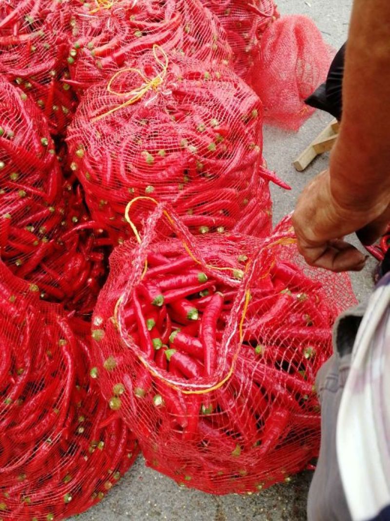 L3F1辣椒15~20厘米中辣红