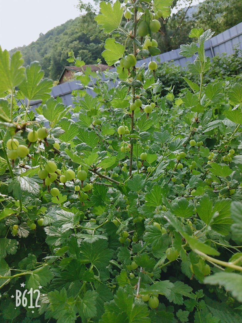 灯笼果苗1-3年苗产量高耐储运当年结果成活率高