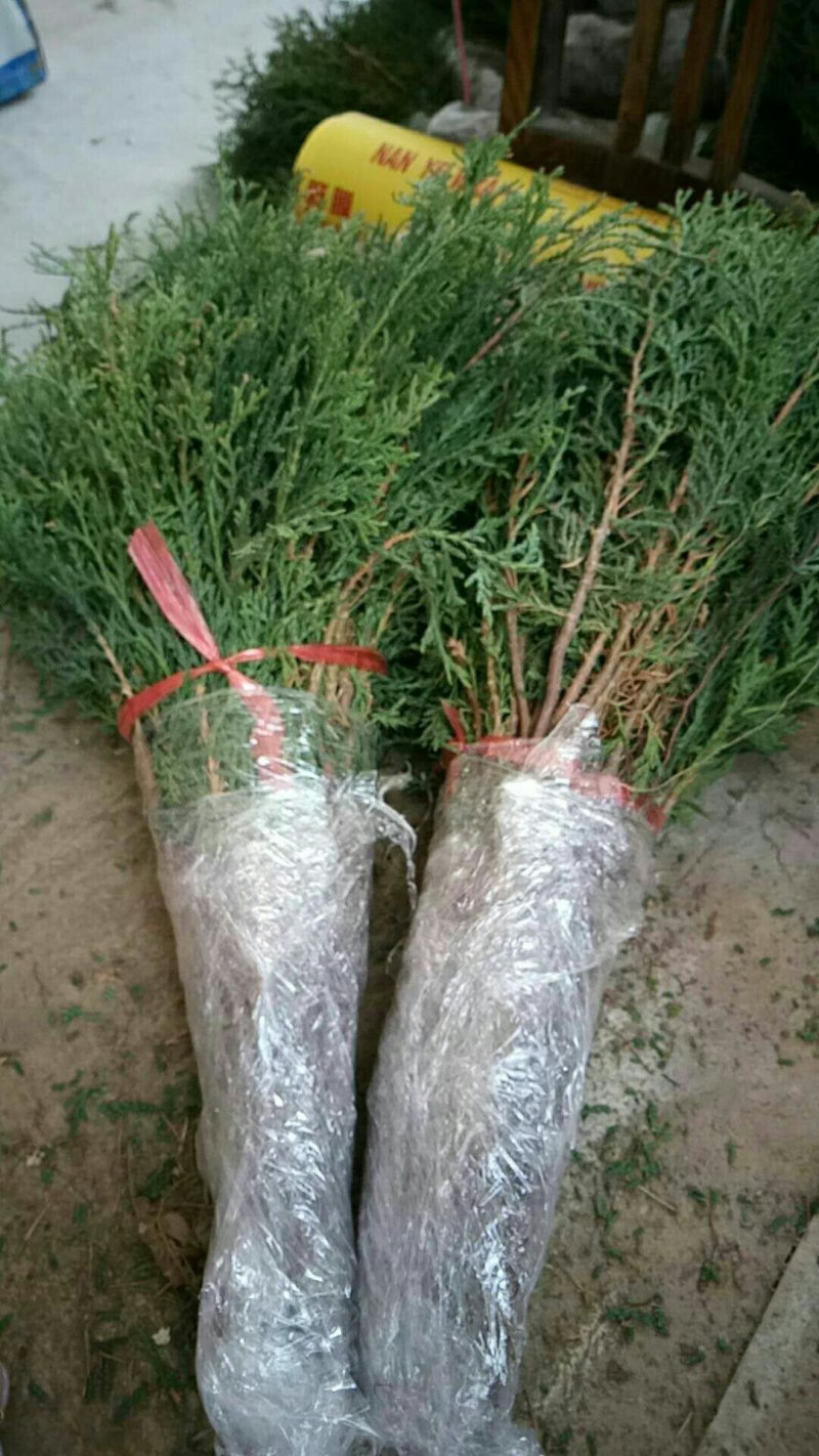 当年种植侧柏苗4cm以下，基地直供，量大量大