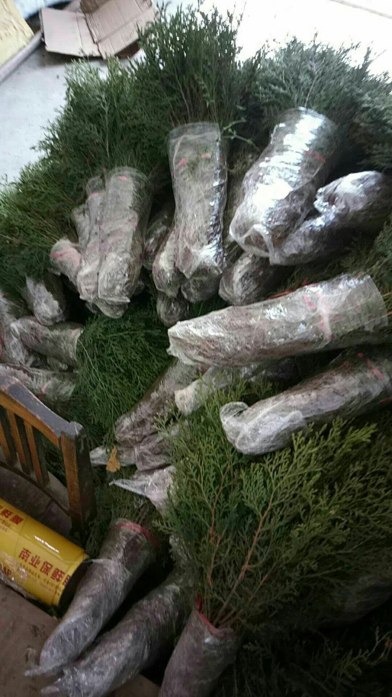 当年种植侧柏苗4cm以下，基地直供，量大量大