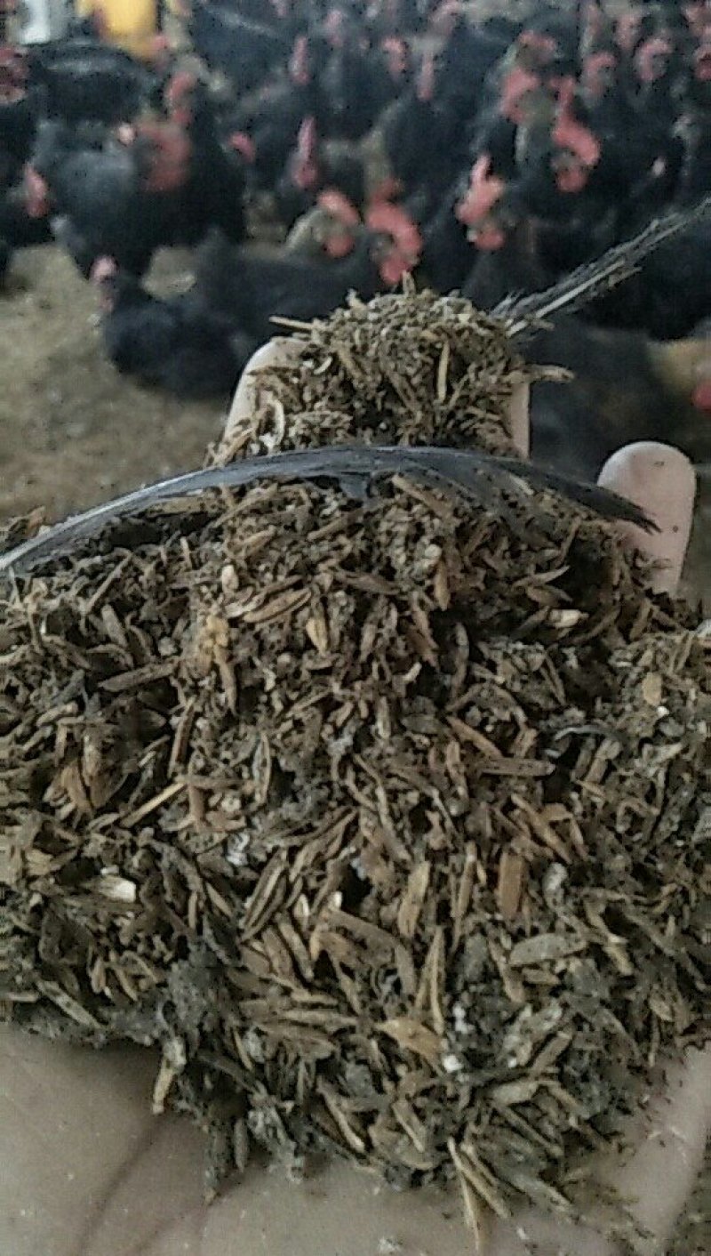 自家养殖厂稻壳鸡🐔粪！找代理