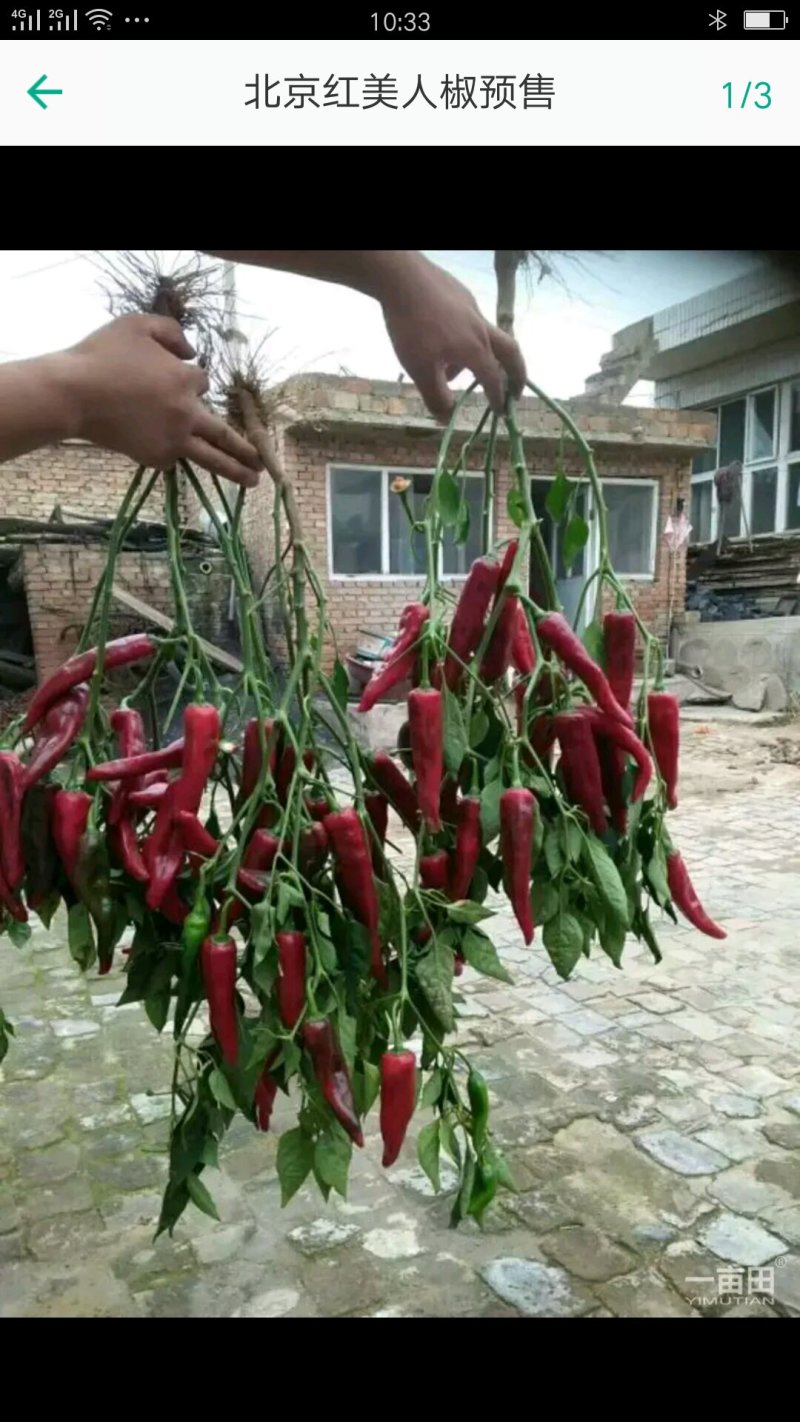 北京红鲜角自己种的想卖地块