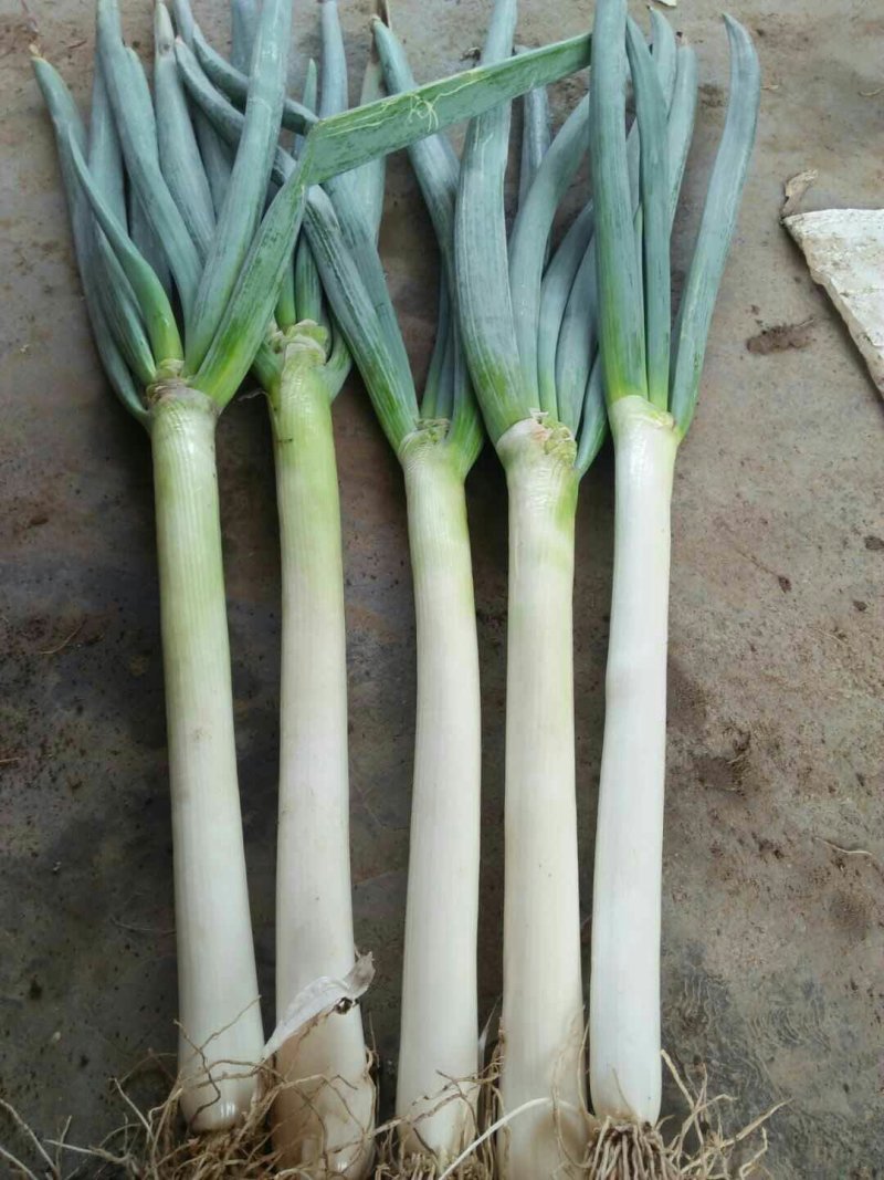 大葱