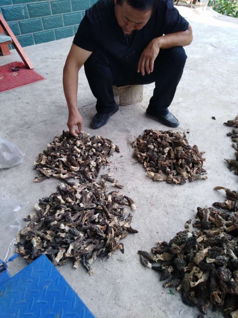 羊肚菌