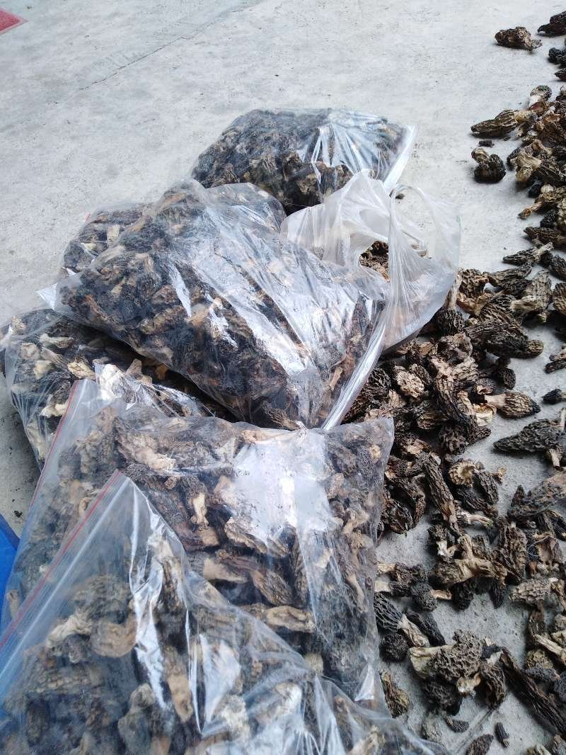 羊肚菌