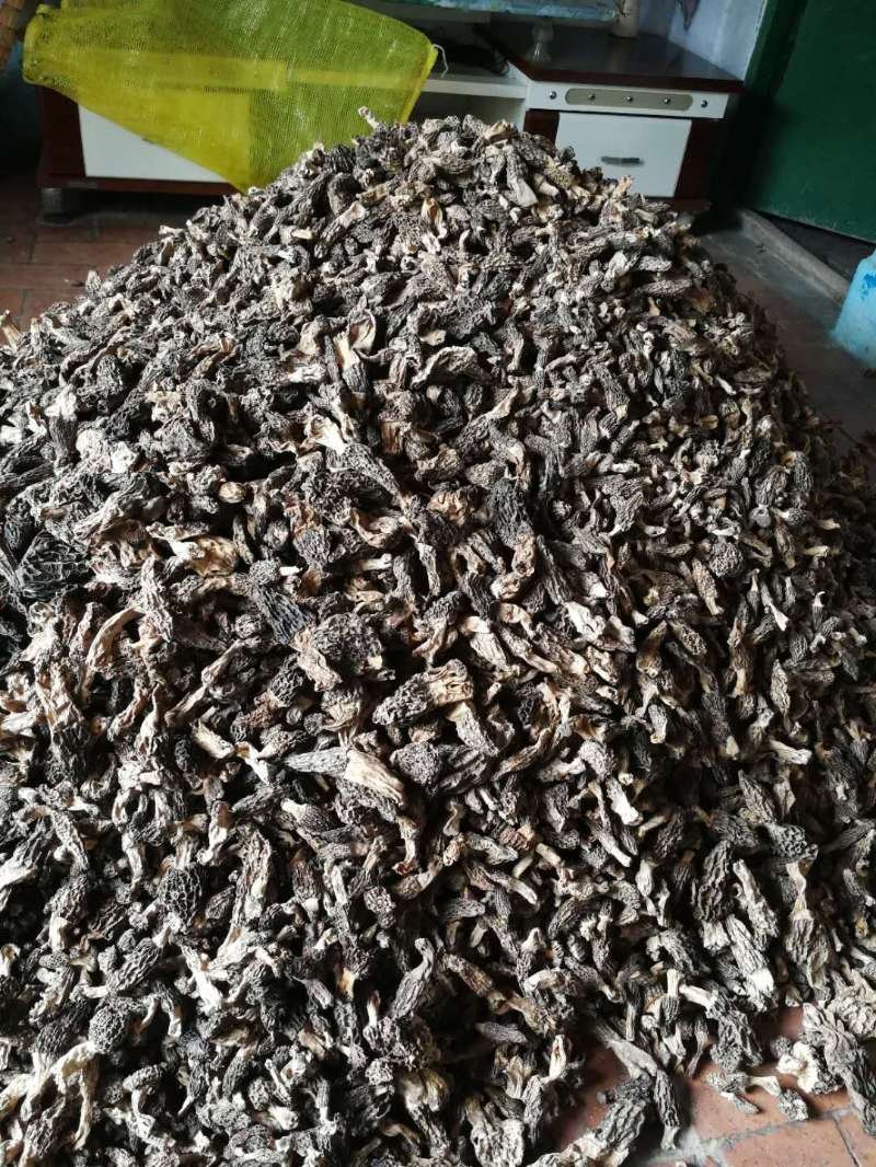 羊肚菌