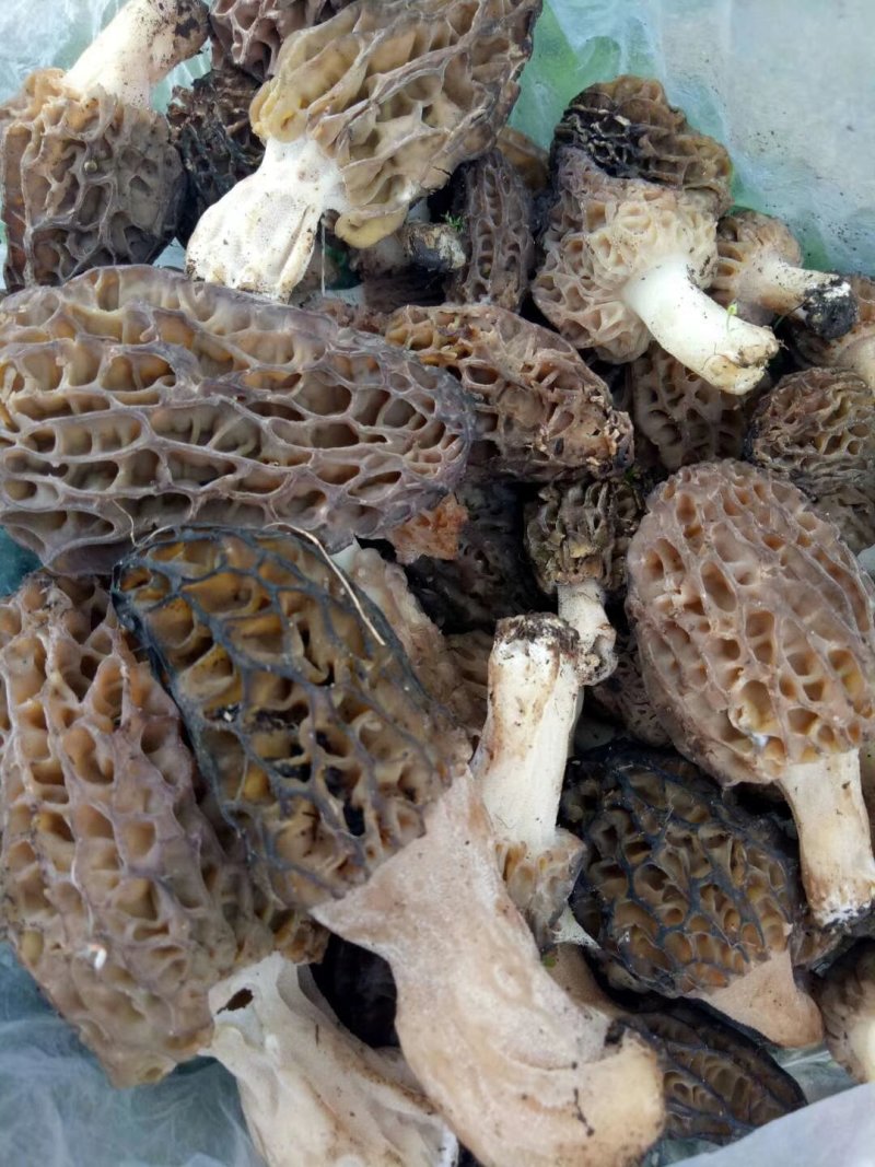 羊肚菌