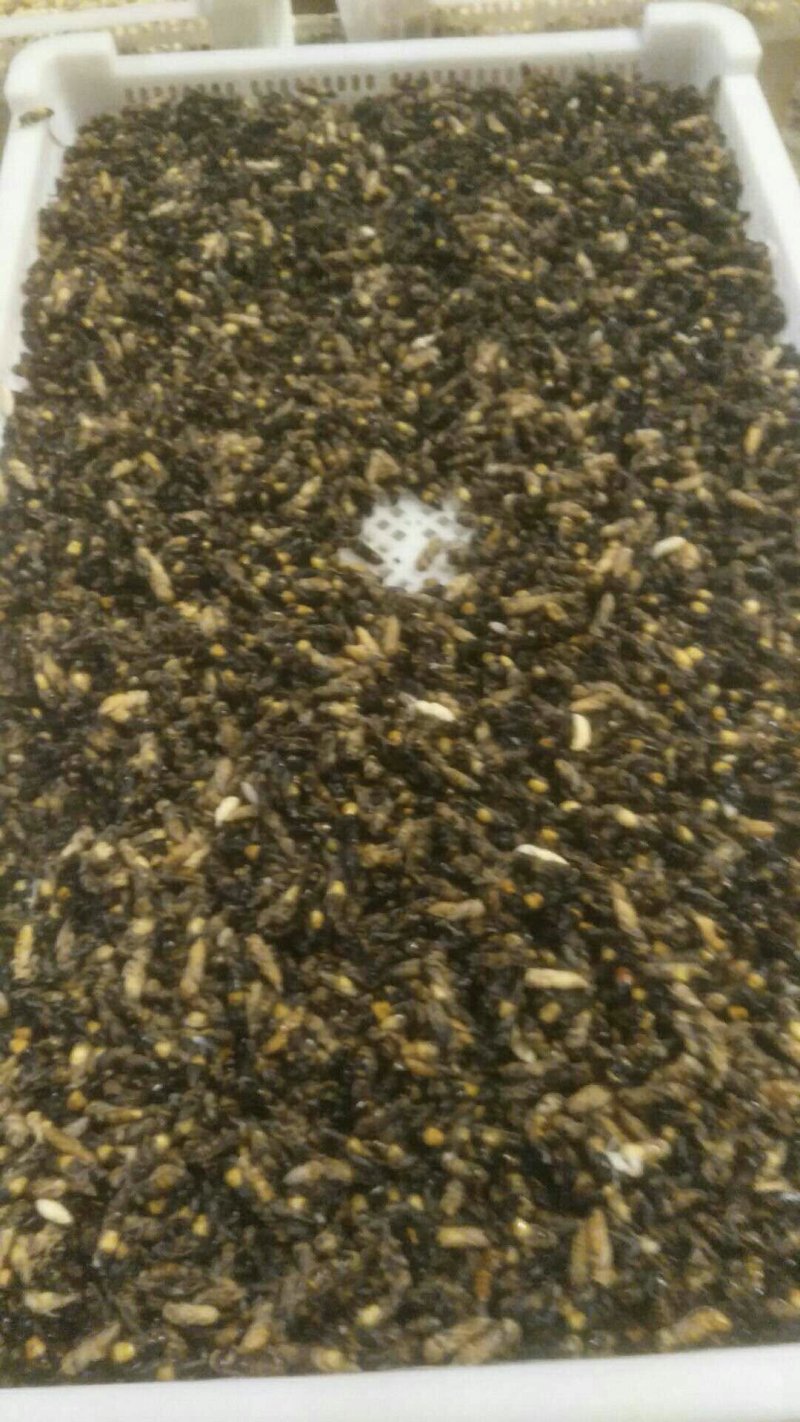 天保口岸蜂蛹批发，零售，鲜货，冻货
