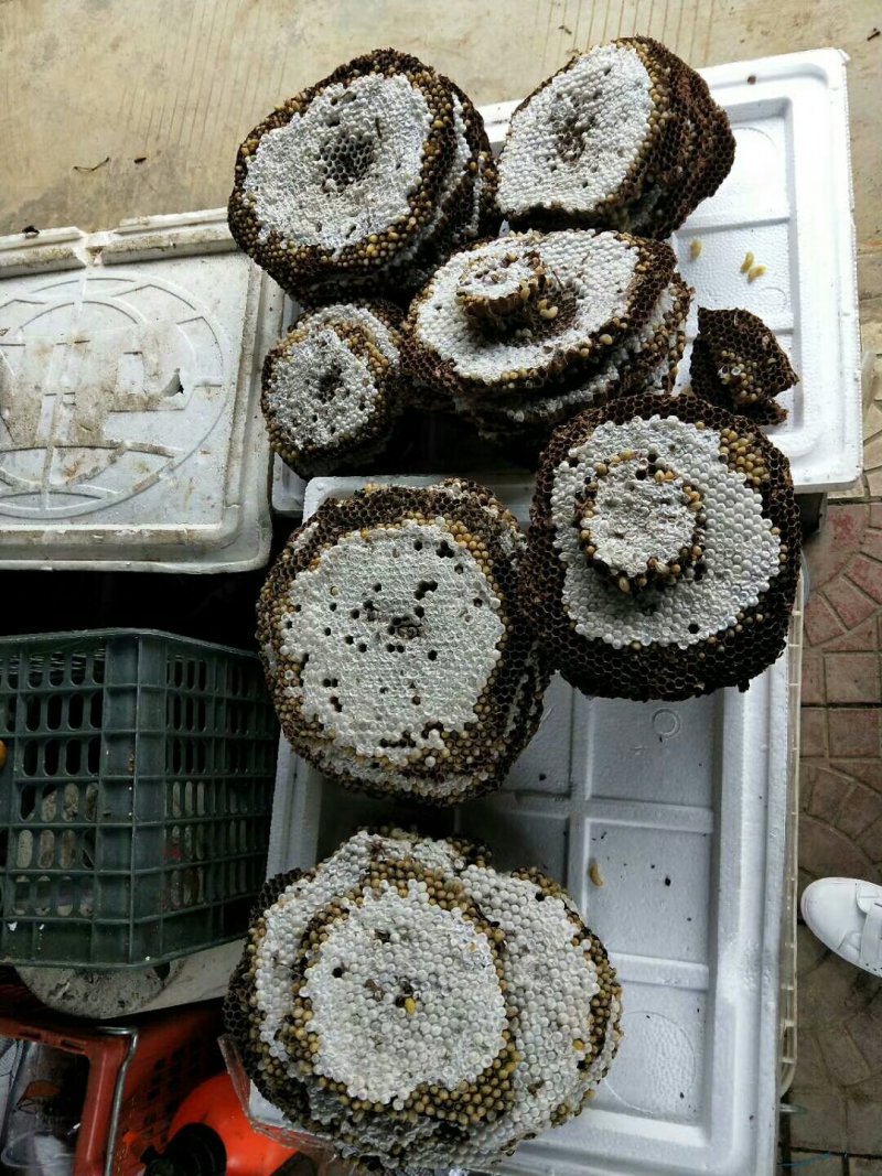 天保口岸蜂蛹批发，零售，鲜货，冻货