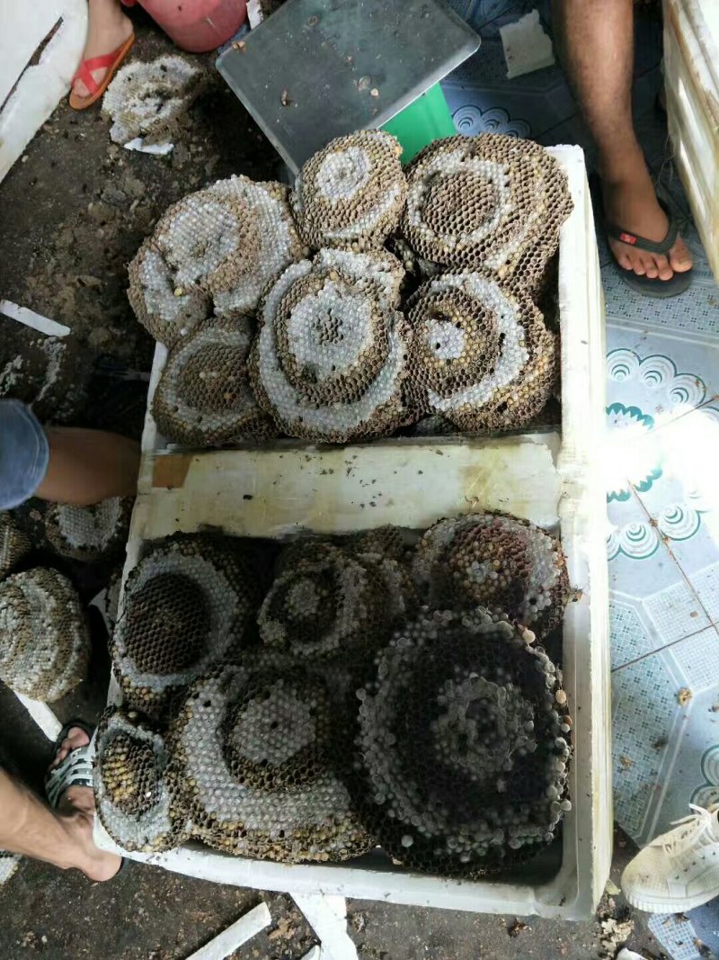 天保口岸蜂蛹批发，零售，鲜货，冻货